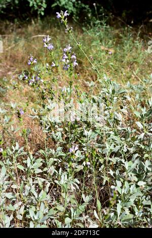 Spanish sage (Salvia lavandulifolia) is a subshrub native to Spain and southern France. This photo was taken in Sierra Nevada National Park, Granada