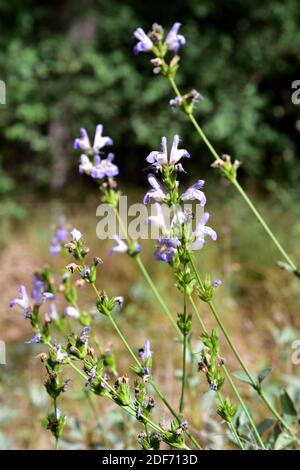 Spanish sage (Salvia lavandulifolia) is a subshrub native to Spain and southern France. This photo was taken in Sierra Nevada National Park, Granada