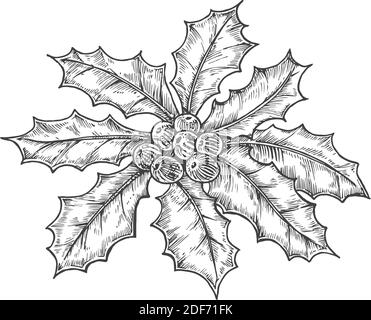 Hand Drawn Christmas Holly Leaves Bunch with Berries Vector Illustration.  Abstract Sketch. Winter Holiday Engraving Style Drawing. Isolated Stock  Vector Image & Art - Alamy