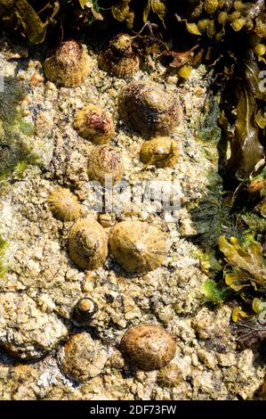 Common limpet (Patella vulgata) is an edible marine mollusk. This photo ws taken in Brittany coast, France.