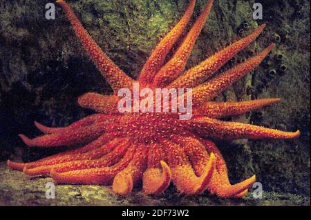 Sunflower starfish, Pycnopodia helianthoides, underwater Kodiak Alaska ...