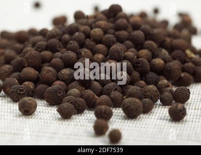 Jamaica Pepper, pimenta dioica, Berries against White Background Stock Photo