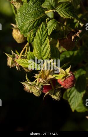 Raspberry (Erika) canes and fruit against green leaf in September sunshine, natural fruit plant portrait Stock Photo