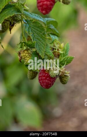 Raspberry (Erika) canes and fruit against green leaf in September sunshine, natural fruit plant portrait Stock Photo