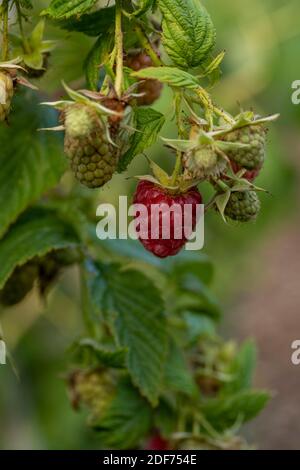 Raspberry (Erika) canes and fruit against green leaf in September sunshine, natural fruit plant portrait Stock Photo