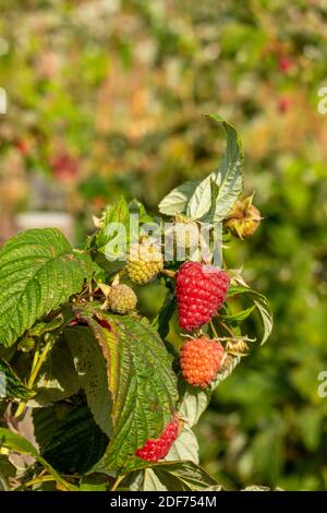 Raspberry (Erika) canes and fruit against green leaf in September sunshine, natural fruit plant portrait Stock Photo