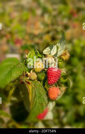 Raspberry (Erika) canes and fruit against green leaf in September sunshine, natural fruit plant portrait Stock Photo