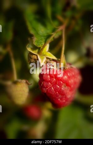 Raspberry (Erika) canes and fruit against green leaf in September sunshine, natural fruit plant portrait Stock Photo