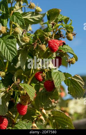 Raspberry (Erika) canes and fruit against green leaf in September sunshine, natural fruit plant portrait Stock Photo