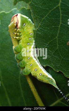 Puss moth (Cerura vinula) is a moth native to Europe, north Africa and part of Asia. Caterpillar.