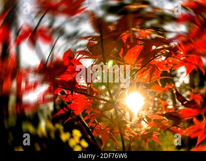 Japanese fan maple (acer sp.) against the setting autumn sun, strong colour and light effects Stock Photo