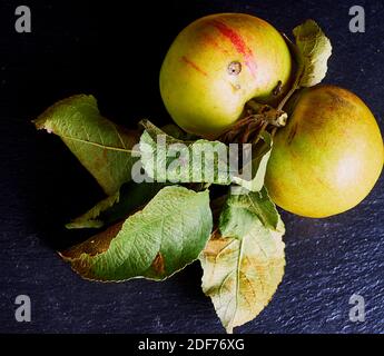 Apples, small, old, wrinkled and with brown spots and worms, with wilted leaves on the branch after harvest Stock Photo