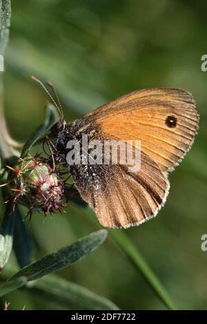 Dusky meadow brown (Hyponephele lycaon) is a butterfly native to Europe. Male.