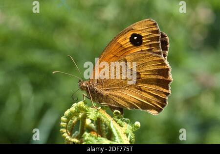 Meadow brown (Maniola jurtina) is a butterfly native to Eurasia and northern Africa.