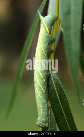 Eyed hawk-moth (Smerinthus ocellatus) is a moth native to Europe. Caterpillar feeding.