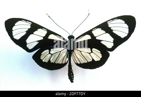 Giant glasswing (Methona confusa or Thyridia confusa) is a butterfly native to Amazon. Adult, dorsal side.