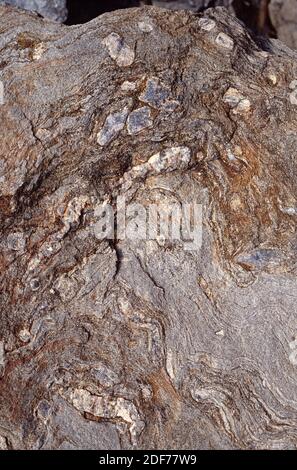 Schist with a quartz nodules (boudinage). Schist is a metamorphic rock ...