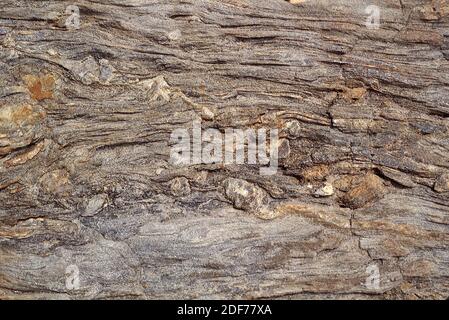 Schist is a metamorphic rock with foliation (schistose texture). Sample ...