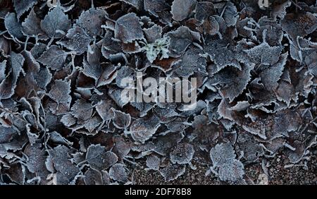 Withered frozen leaves on ground in early autumn Stock Photo