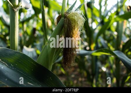 Corn growing on a corn farm on a sunny day, with lots of corn in the background. Stock Photo