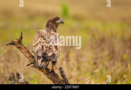 Young white-tailed eagle hast chosen an old branch as a viewing point over the meadow. The eagle looks overits back directly into the camera. Stock Photo
