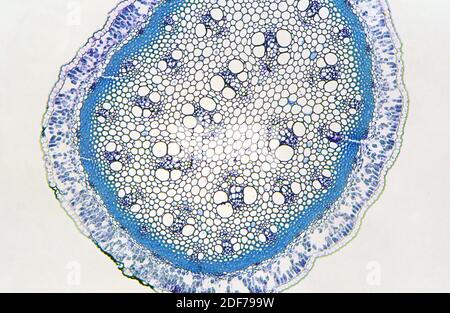 Asparagus stem cross section showing cuticle, epidermis,stomata ...