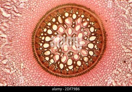 Monocot Root Cross Section Showing Parenchyma, Endodermis, Perycicle ...