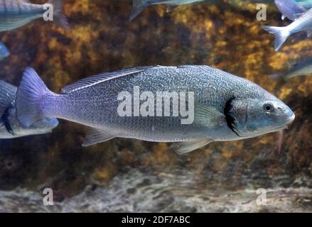 brown-meagre-sciaena-umbra-mediterranean-sea-spain-stock-photo-alamy