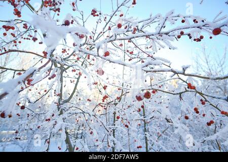 Apple trees covered with snow on a frosty winter evening at sunset Stock Photo