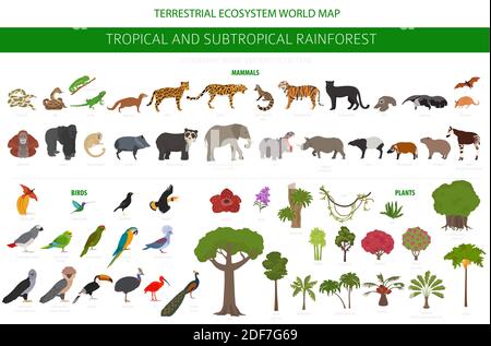 Tropical and subtropical rainforest biome, natural region infographic. Amazonian, African, asian, australian rainforests. Animals, birds and vegetatio Stock Vector