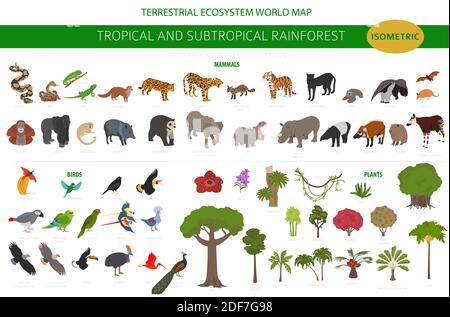 Tropical and subtropical rainforest biome, natural region infographic. Amazonian, African, asian, australian rainforests. Animals, birds and vegetatio Stock Vector