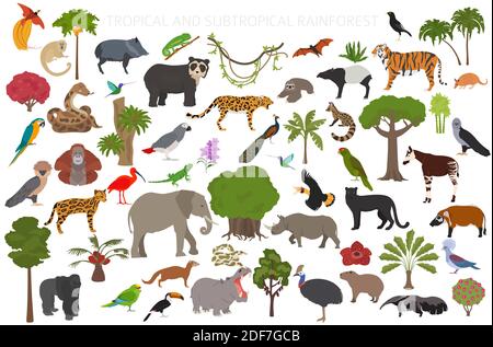 Tropical and subtropical rainforest biome, natural region infographic. Amazonian, African, asian, australian rainforests. Animals, birds and vegetatio Stock Vector