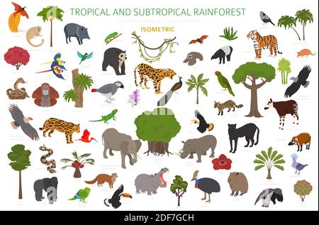 Tropical and subtropical rainforest biome, natural region infographic. Amazonian, African, asian, australian rainforests. Animals, birds and vegetatio Stock Vector