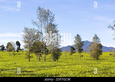 The verdant greens of the Malabar Pangalengan Tea Estate in Bandung, Indonesia Stock Photo