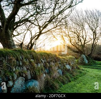 Sunrise over Pembrokeshire countryside, with trees and mossy stone wall Stock Photo