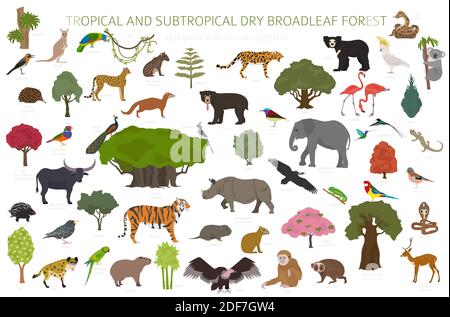 Tropical and subtropical dry broadleaf forest biome, natural region infographic. Seasonal forests. Animals, birds and vegetations ecosystem design set Stock Vector