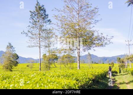 The verdant greens of the Malabar Pangalengan Tea Estate in Bandung, Indonesia Stock Photo