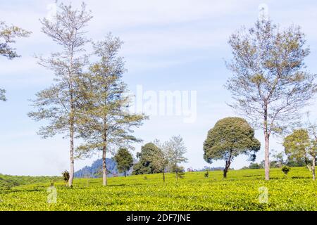 The verdant greens of the Malabar Pangalengan Tea Estate in Bandung, Indonesia Stock Photo