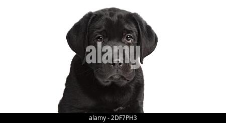 Newfoundland puppy dog isolated on white background looking directly into the camera Stock Photo
