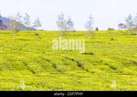 The verdant greens of the Malabar Pangalengan Tea Estate in Bandung, Indonesia Stock Photo