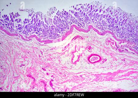 Fundic region stomach (cross section) showing mucosa, submucosa ...