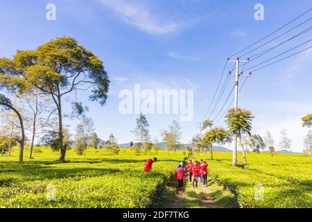 The verdant greens of the Malabar Pangalengan Tea Estate in Bandung, Indonesia Stock Photo