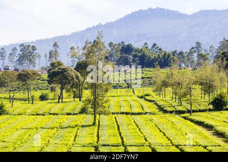 The verdant greens of the Malabar Pangalengan Tea Estate in Bandung, Indonesia Stock Photo