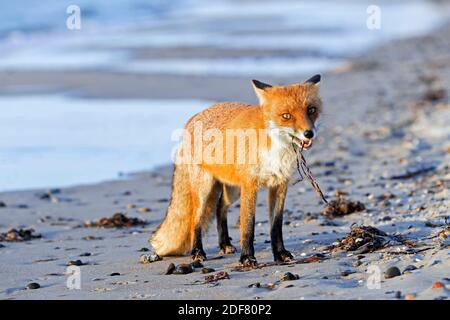 Red fox (Vulpes vulpes) foraging on sandy beach along the coast Stock Photo