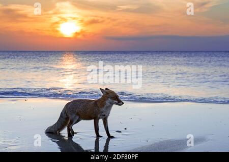 Red fox (Vulpes vulpes) foraging on sandy beach along the coast at sunset Stock Photo