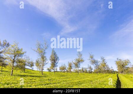 The verdant greens of the Malabar Pangalengan Tea Estate in Bandung, Indonesia Stock Photo