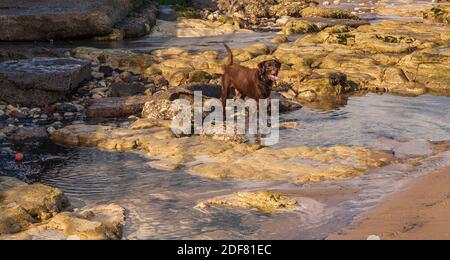 Chocoate brown Labrador dog playing in a pool of water at Hartlepool beach in England,UK Stock Photo