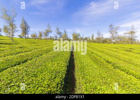 The verdant greens of the Malabar Pangalengan Tea Estate in Bandung, Indonesia Stock Photo