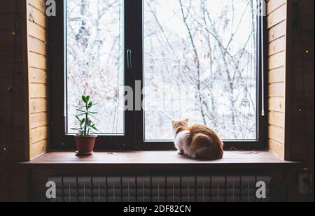 Cat sitting on window sill and looking at winter landscape Stock Photo