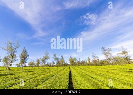 The verdant greens of the Malabar Pangalengan Tea Estate in Bandung, Indonesia Stock Photo